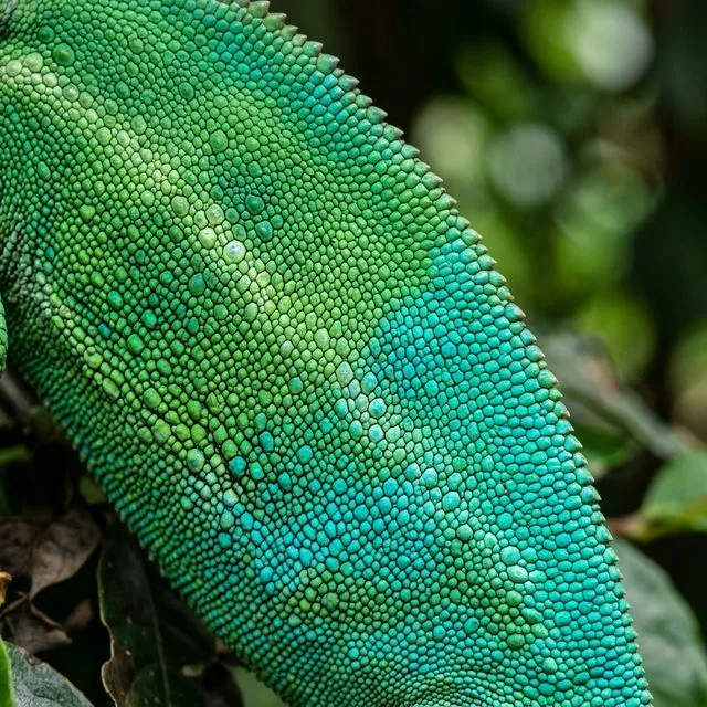 Why Do Chameleons Change Color?