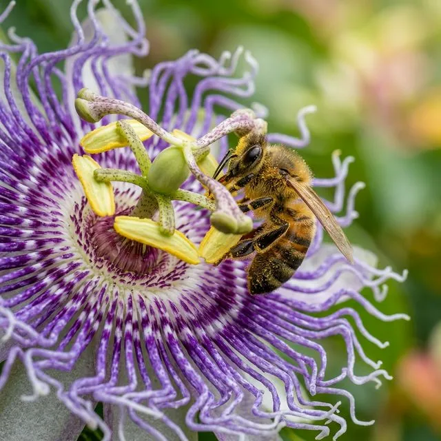 Why Do Flowers Smell?